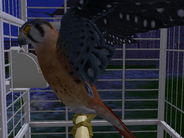 Sims