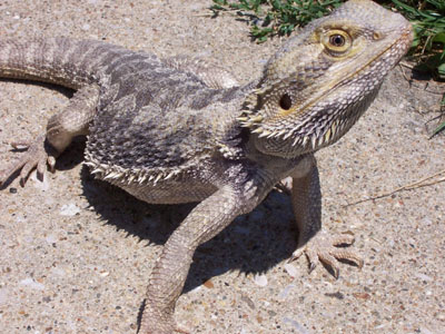 Hvar er hægt að fá "Bearded Dragon" Hér á landi?