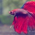 dreamfish59