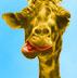 Giraffi