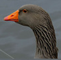 Silverduck